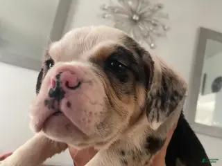 Beabull dogs Bashful - Ad 12