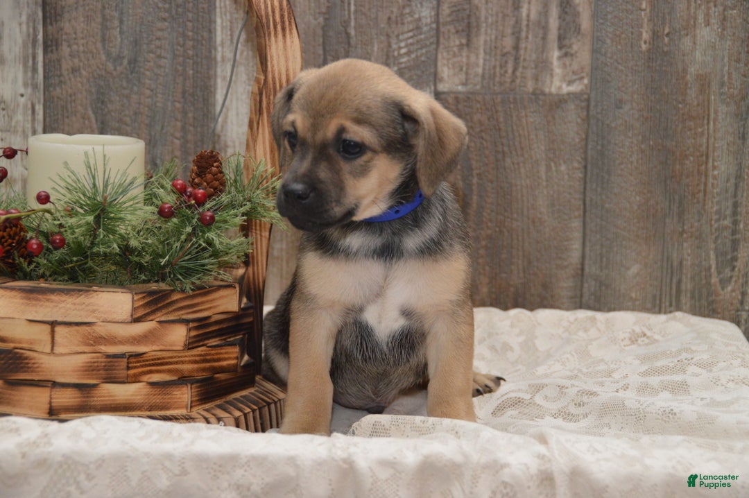 Jug dogs for sale: August - Ad 1