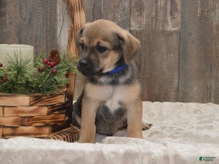 Jug dogs August - Ad 9