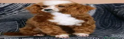 Cavapoo dogs for sale: Teacup - Ad 6
