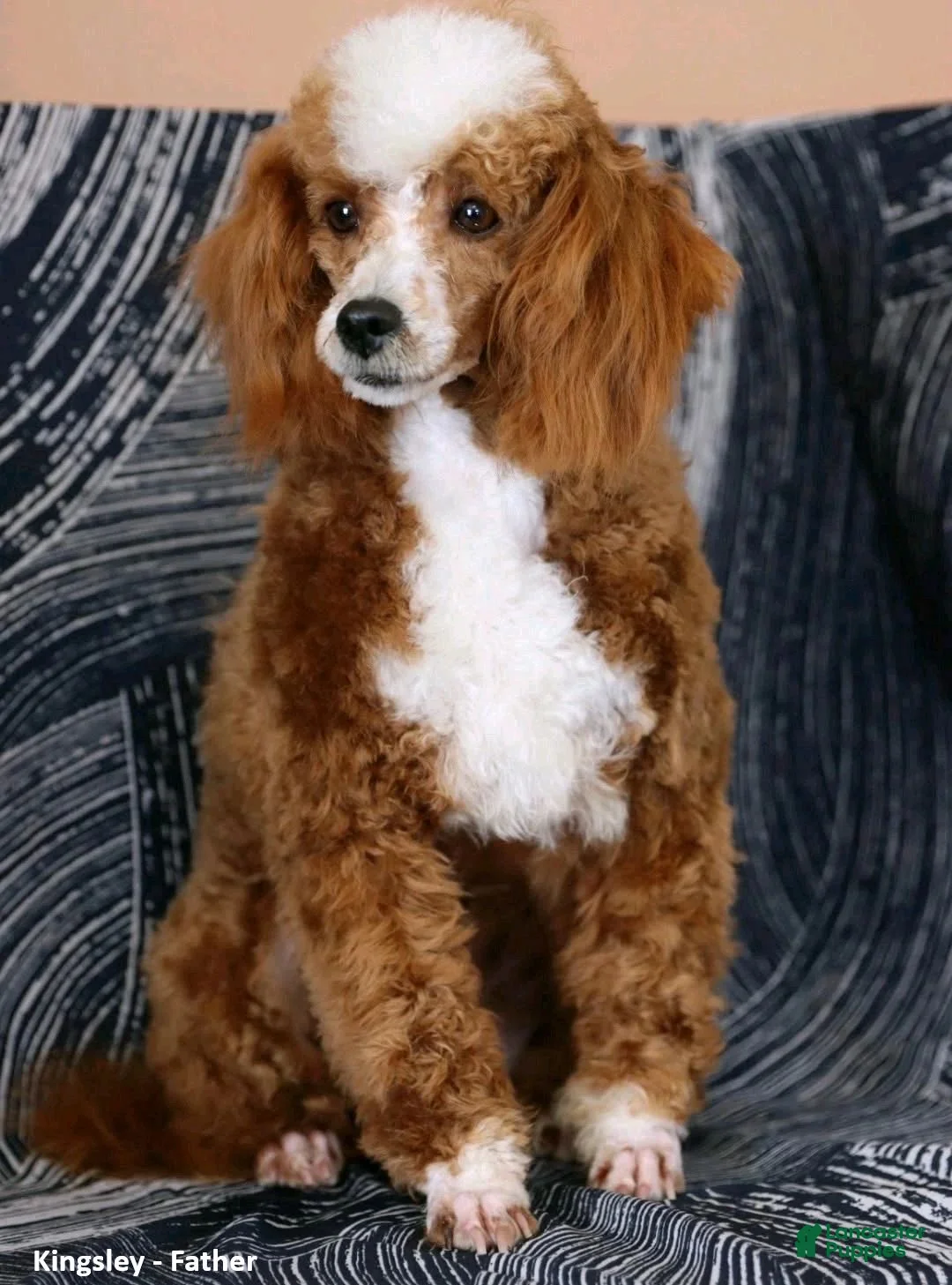 Cavapoo dogs for sale: Teacup - Ad 6