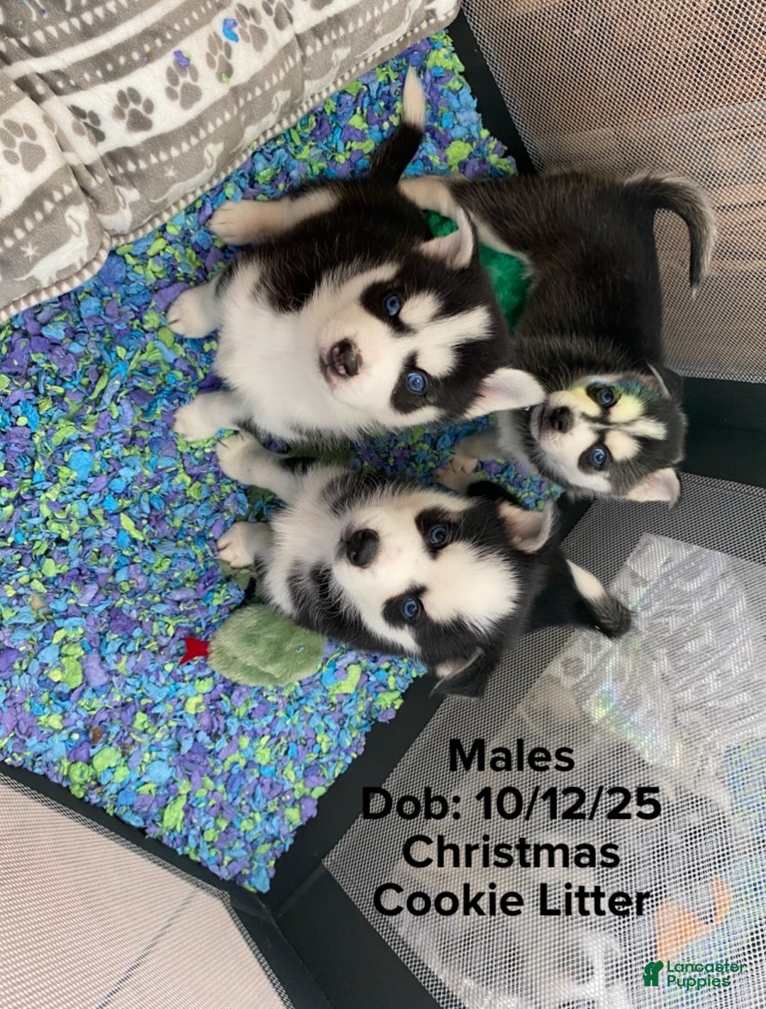Pomsky dogs for sale: Buck Eye  - Ad 3
