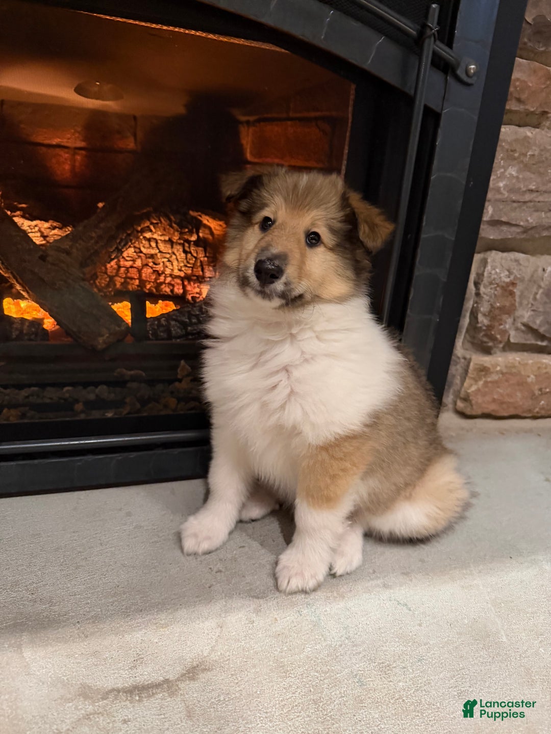 Collie dogs for sale: Collie Puppy 2 - Ad 1