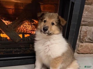 Collie dogs Collie Puppy 2 - Ad 7