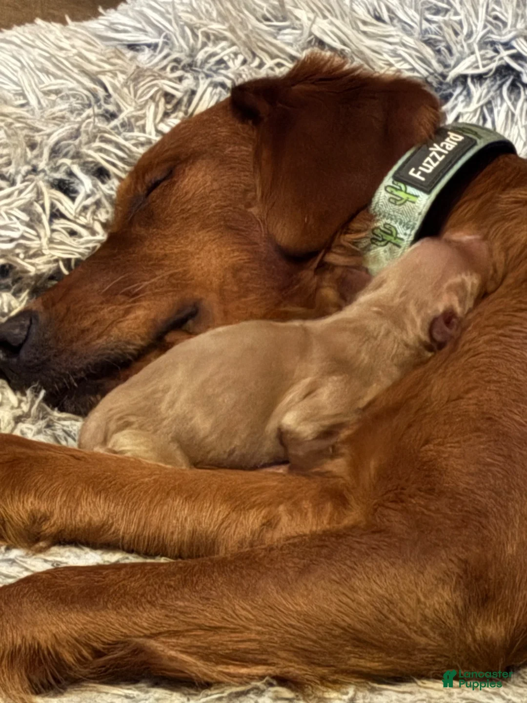 Golden Retriever dogs for sale: Golden Retriever 1 - Ad 7