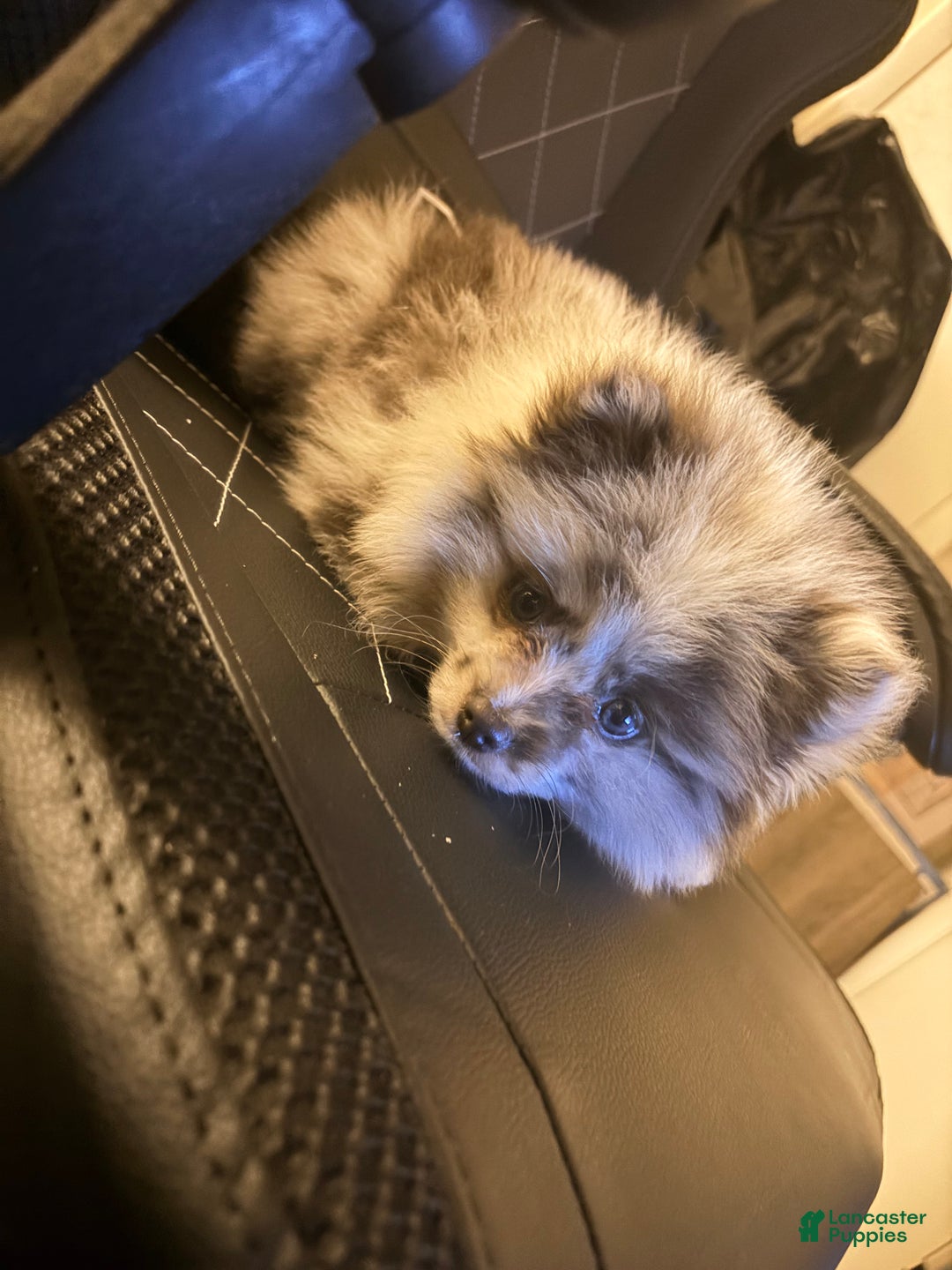 Pomeranian dogs for sale: Thumper (Merle) - Ad 5