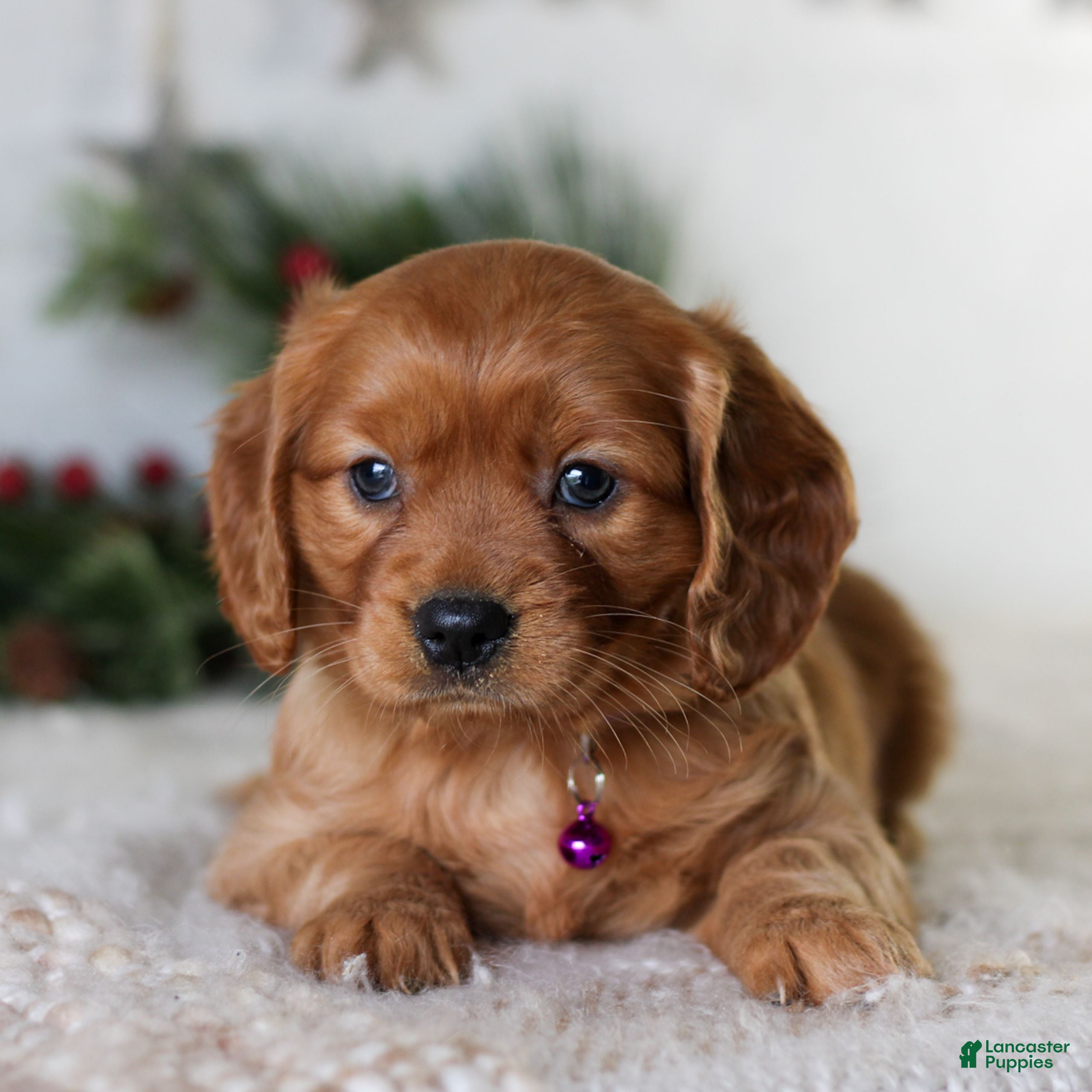 Miniature Golden Retriever dogs Dixie  - Ad 25