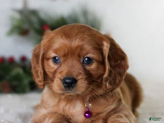 Miniature Golden Retriever dogs Dixie - Ad 21