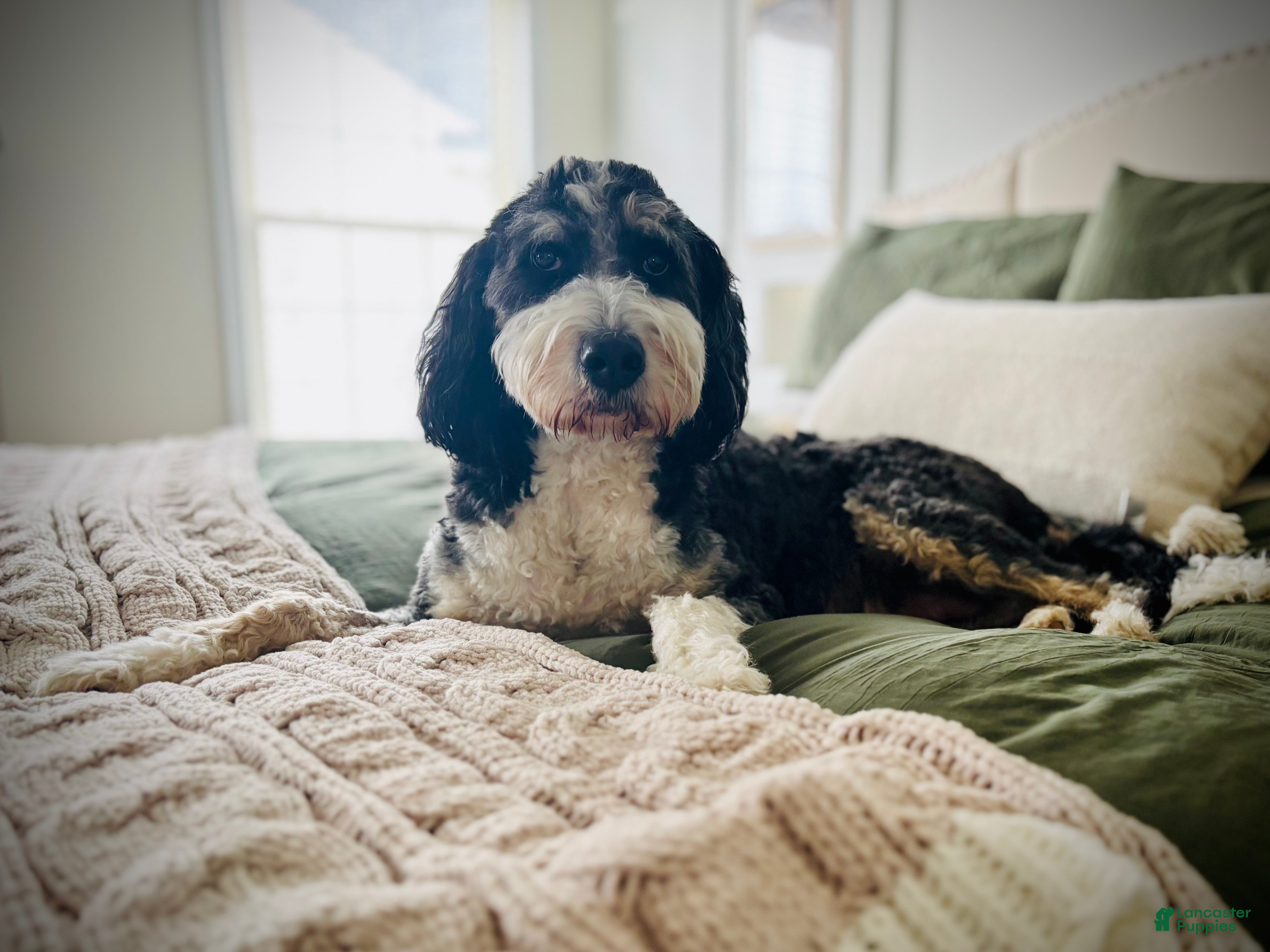 Bernedoodle dogs Bernedoodle 1 - Ad 30