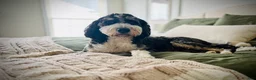 Bernedoodle dogs for sale: Bernedoodle 1 - Ad 1