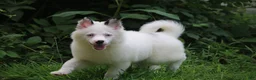 Pomsky dogs for sale: Prince - Ad 7