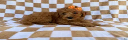 Mini Aussiedoodle dogs for sale: Ohana - Ad 4