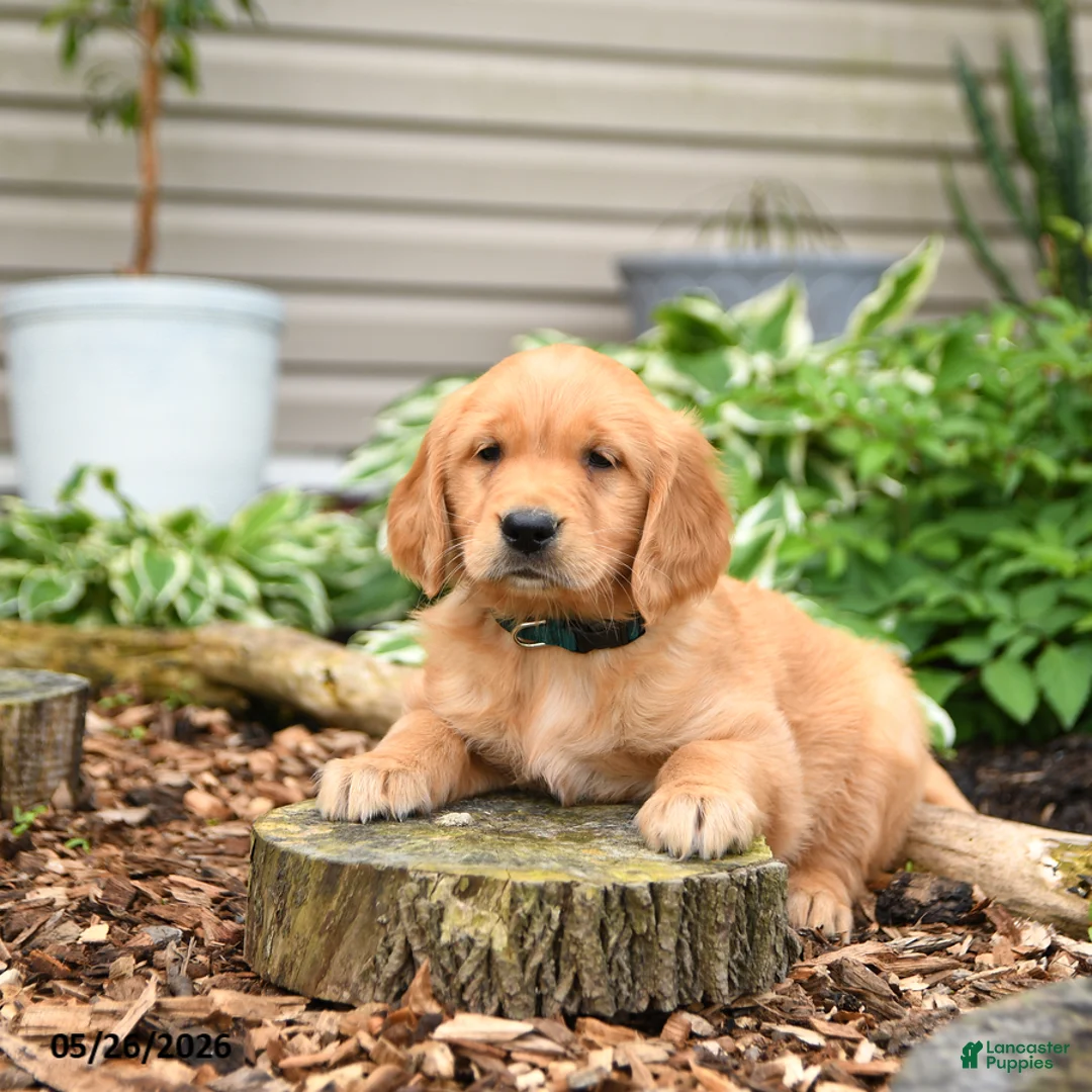 Golden Retriever dogs for sale: Goose - Ad 3