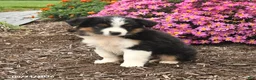 Miniature Australian Shepherd dogs for sale: Jasmine - Ad 4