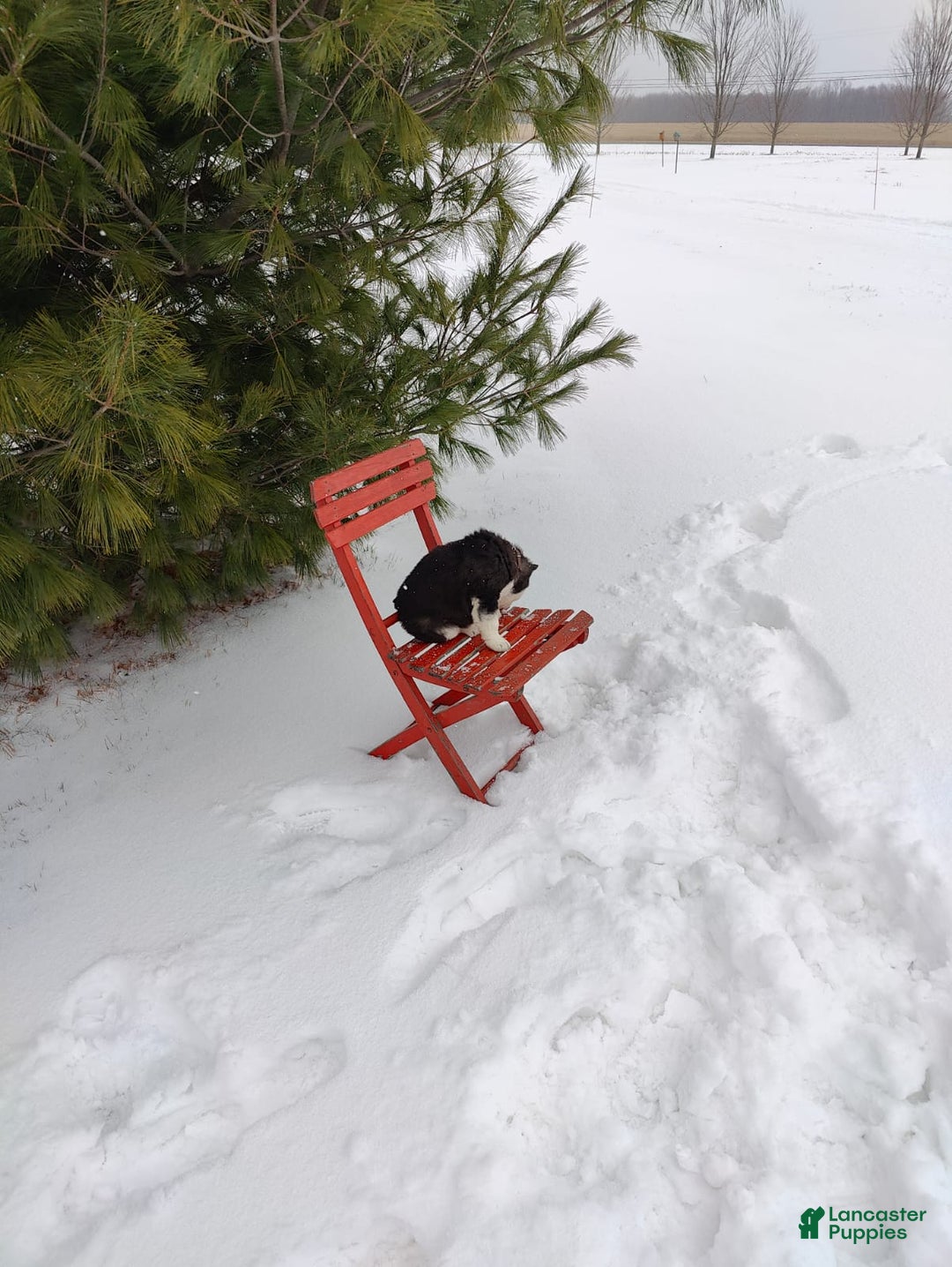 Siberian Husky dogs for sale: Prince Caspian - Ad 3