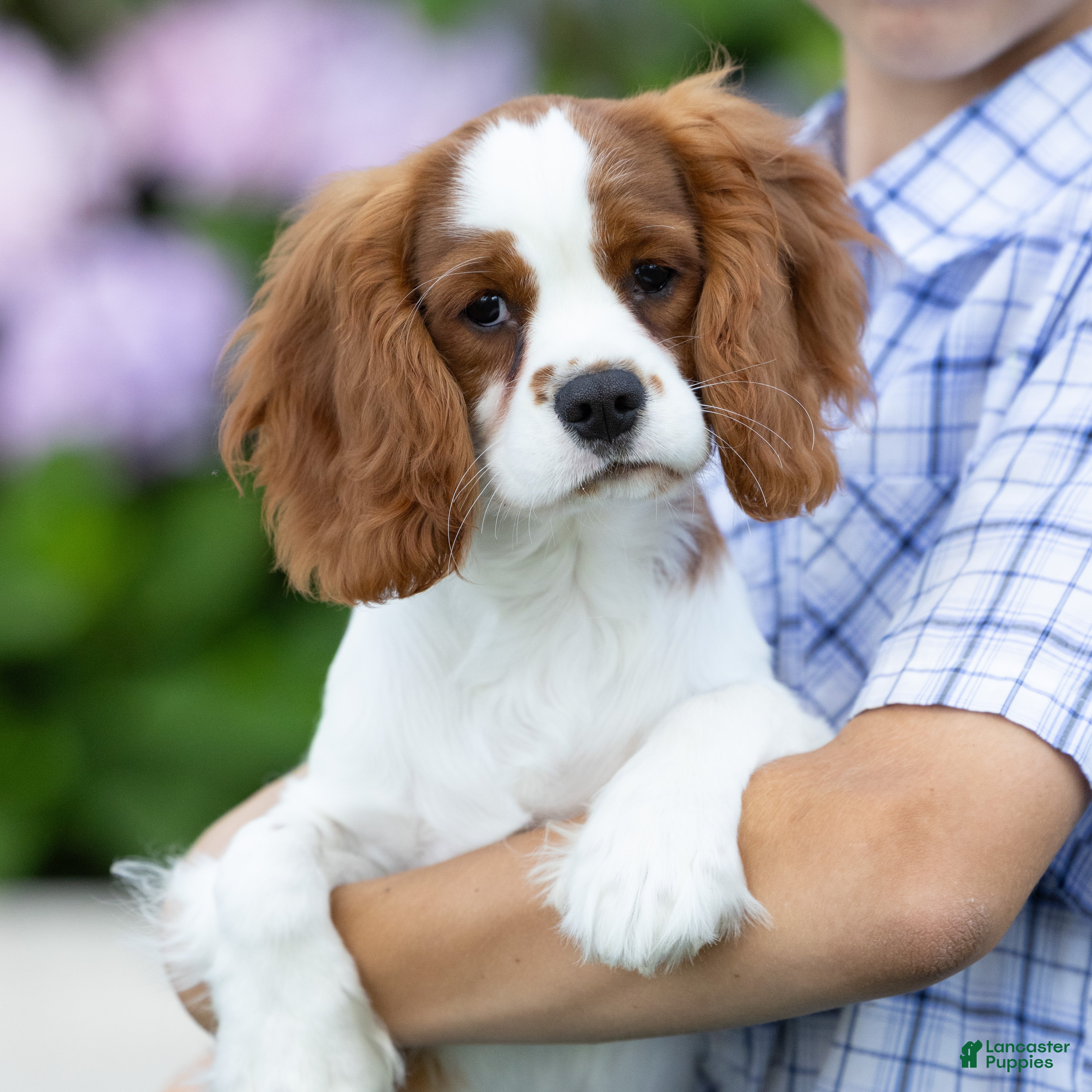 洋蘭　Den.MaroonStar'Cavalier' Copper Cavalier King Charles Spaniel for sale in Lititz