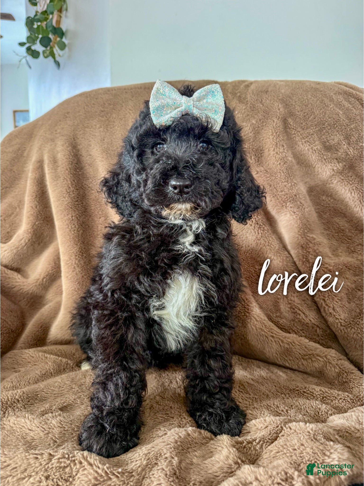 Aussiedoodle dogs Lorelei - Ad 33