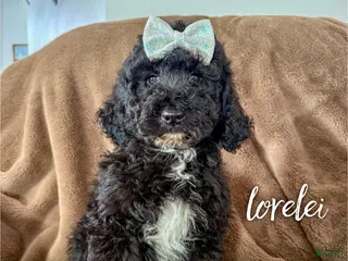 Aussiedoodle dogs Lorelei - Ad 33