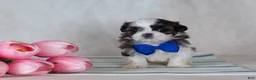 Mixed Breed dogs for sale: Duke - Ad 5