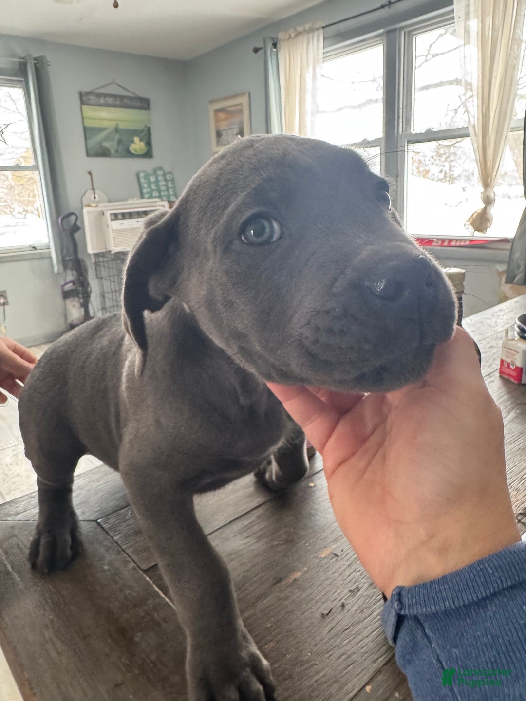 Cane Corso dogs for sale: Cane Corso Puppy 2 - Ad 1