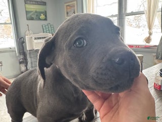 Cane Corso dogs Cane Corso Puppy 2 - Ad 38