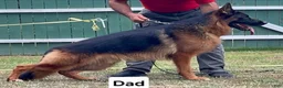 German Shepherd dogs for sale: German Shepherd 3 - Ad 5