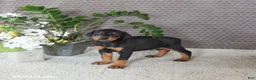 Doberman Pinscher dogs for sale: Maverick - Ad 4