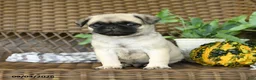 Pug dogs for sale: Peanut - Ad 4