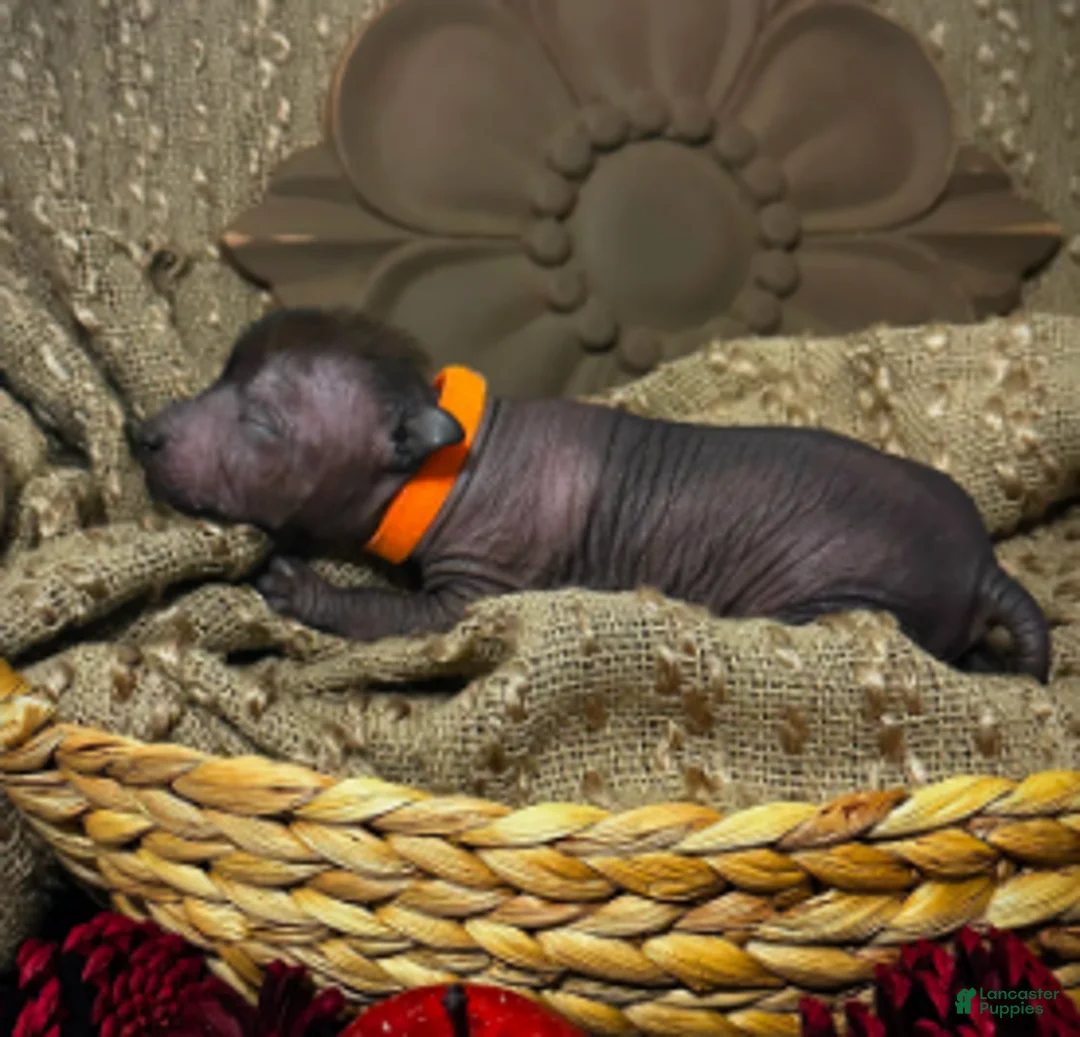 Xoloitzcuintle dogs for sale: Buster - Ad 2