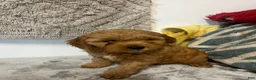 Cavapoo dogs for sale: Jane - Ad 9