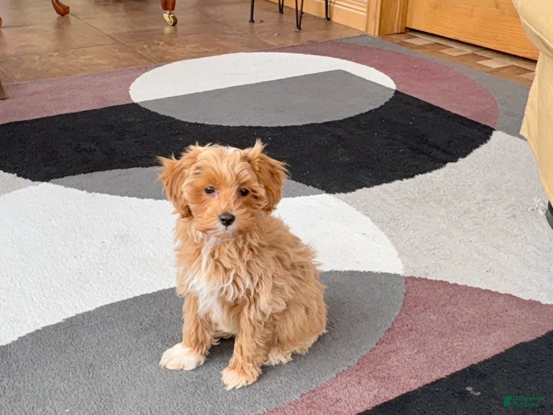 Maltipoo dogs for sale: Maltipoo Puppy 4 male  - Ad 4