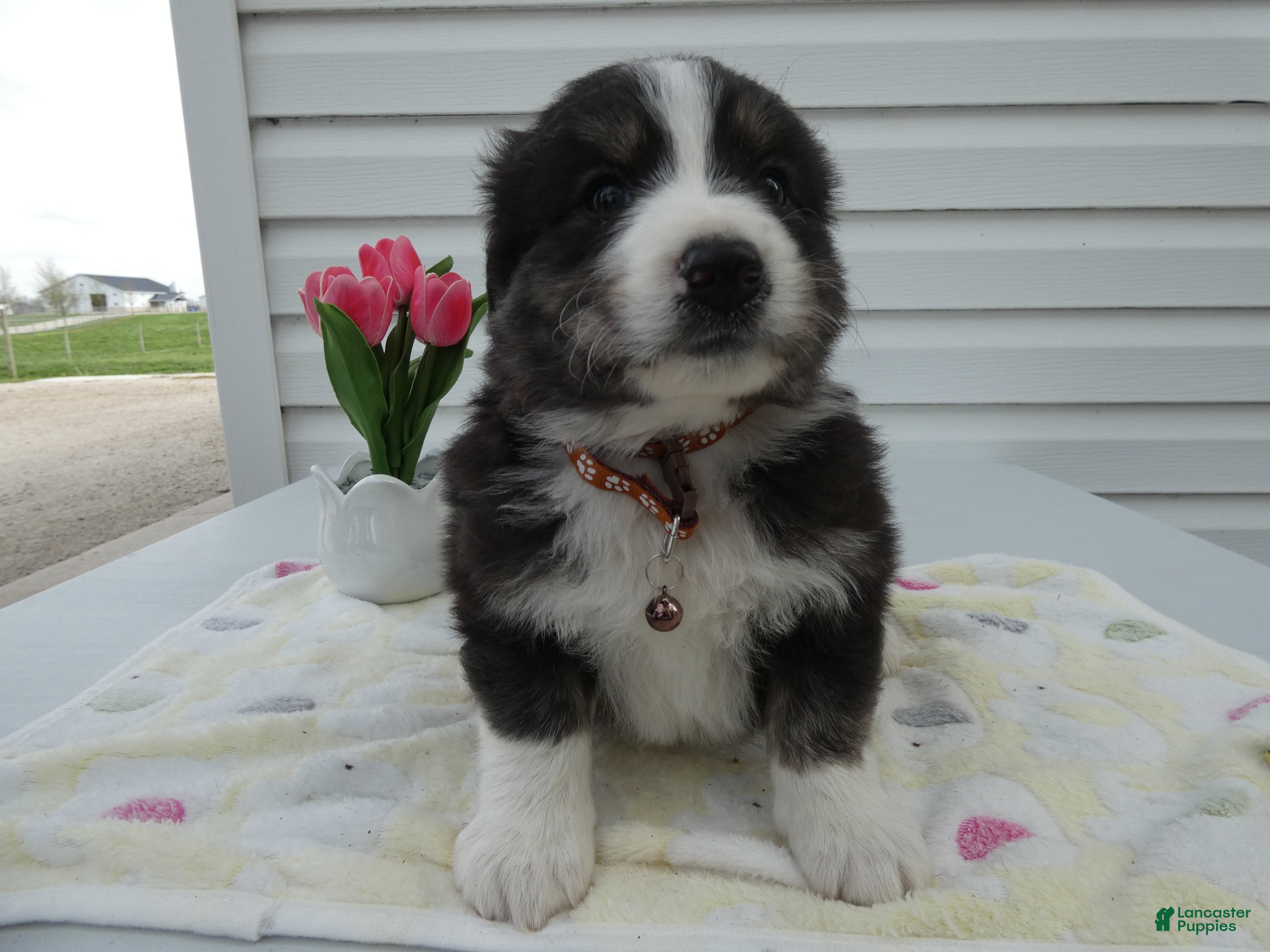 Great Pyrenees dogs Great Pyrenees Puppy 4 Lora - Ad 16
