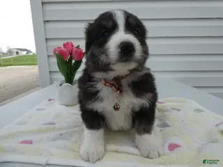 Great Pyrenees dogs Great Pyrenees Puppy 4 Lora - Ad 16