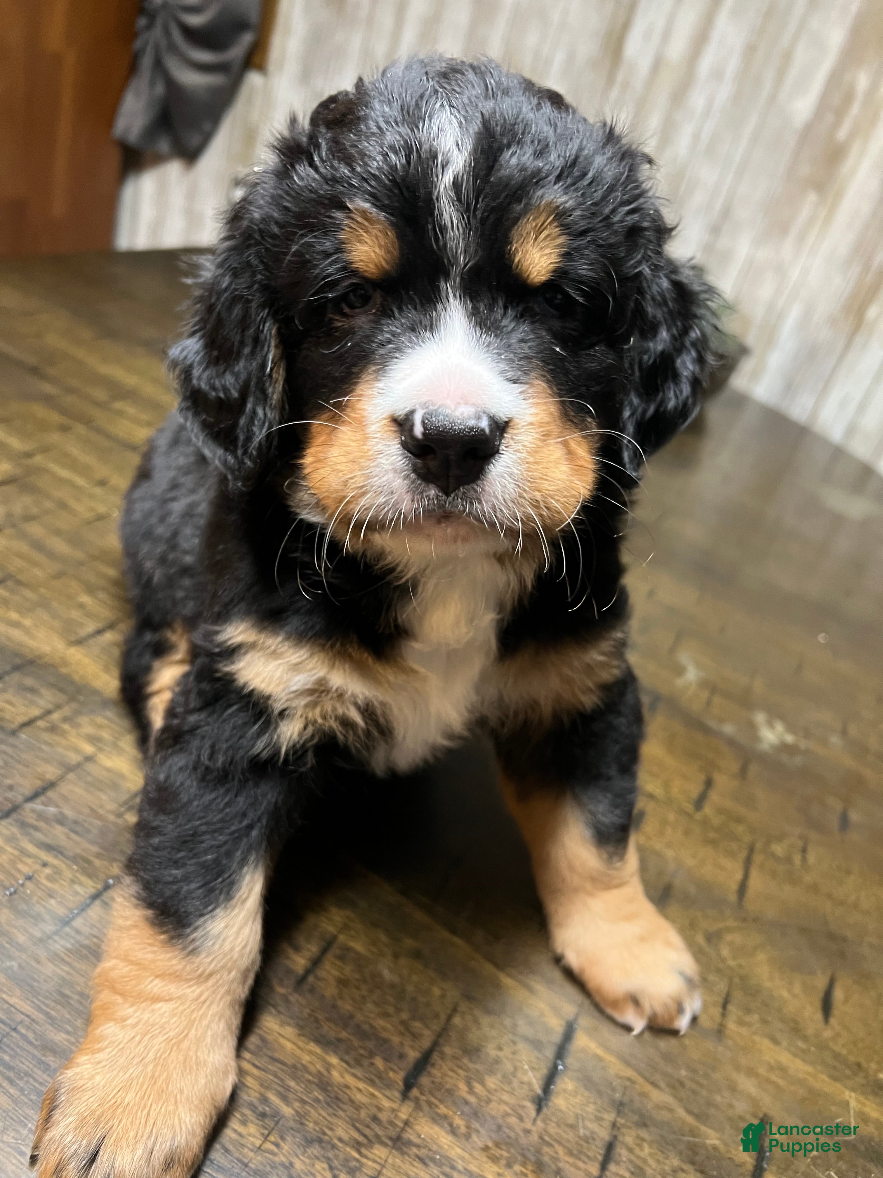 Bernese Mountain Dog dogs for sale: Marv - Ad 1