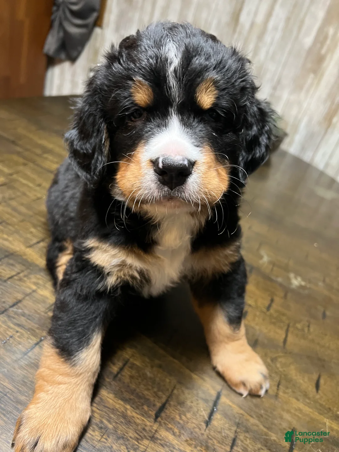 Bernese Mountain Dog dogs for sale: Marv - Ad 1