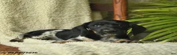 Miniature Dachshund dogs for sale: Kit Kat  - Ad 2