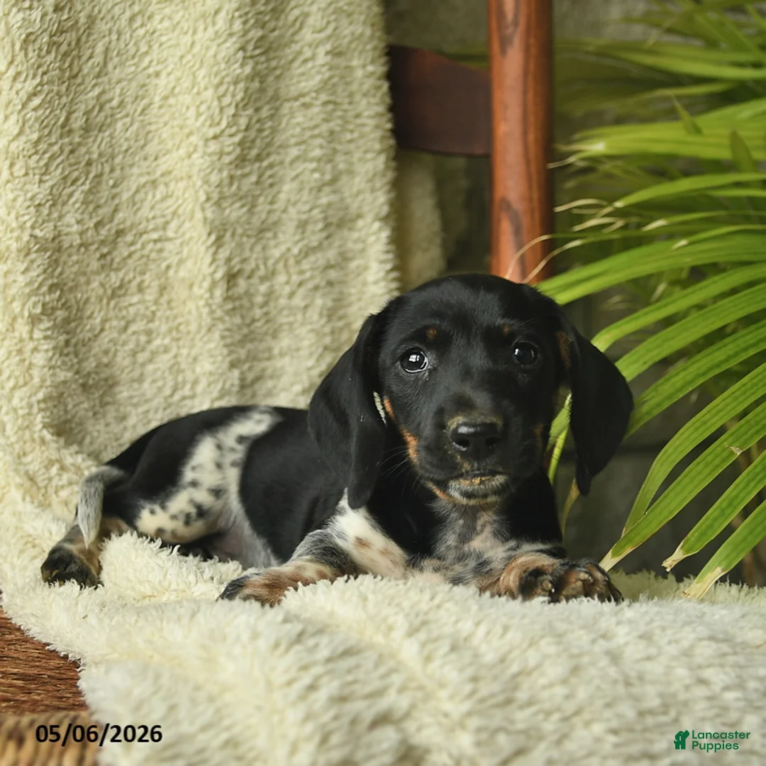 Miniature Dachshund dogs for sale: Kit Kat  - Ad 2