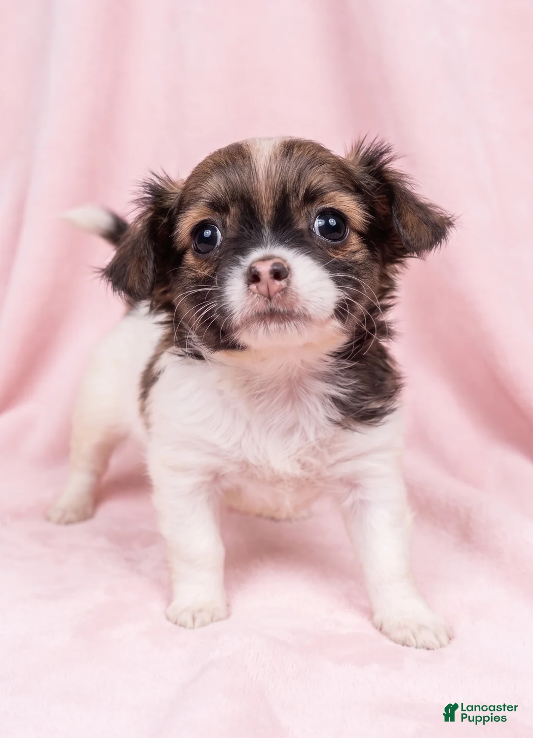 Mixed Breed dogs for sale: Honey - Ad 1
