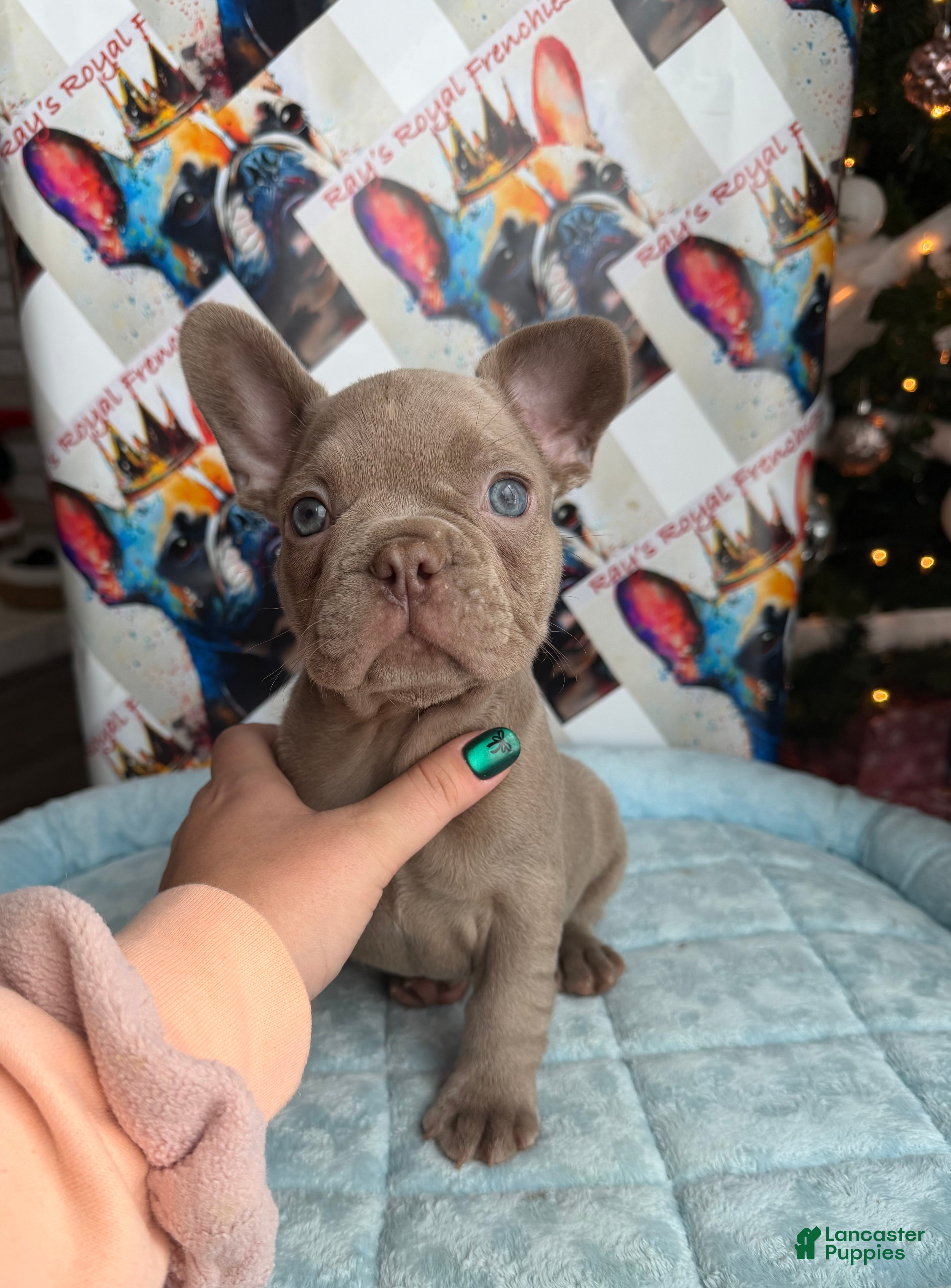 French Bulldog dogs Michelangelo - Ad 34