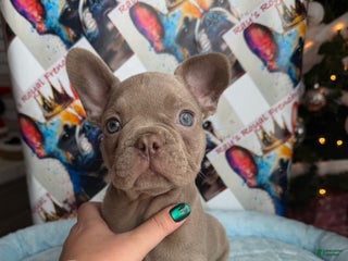 French Bulldog dogs Michelangelo - Ad 34