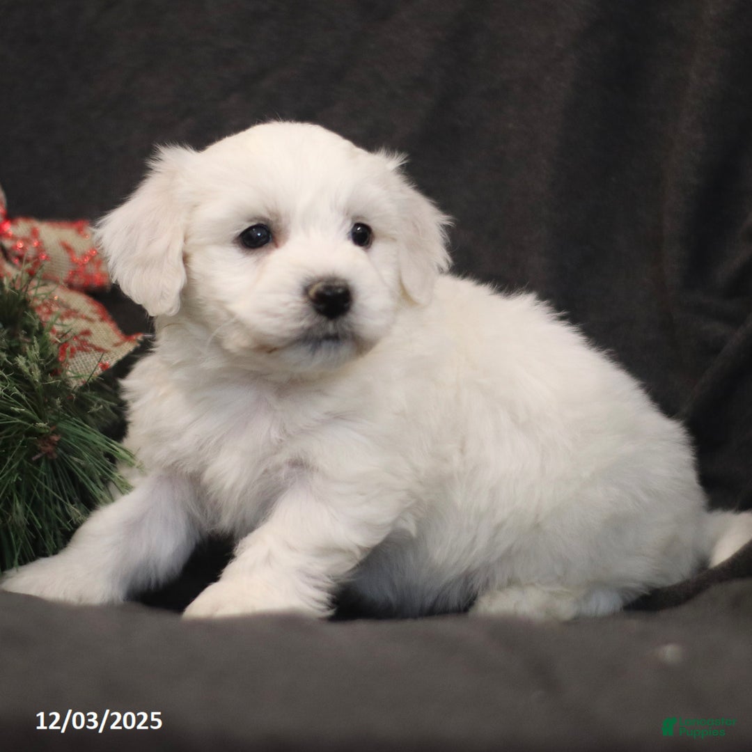 Bichon Frise dogs for sale: Jingle  - Ad 2