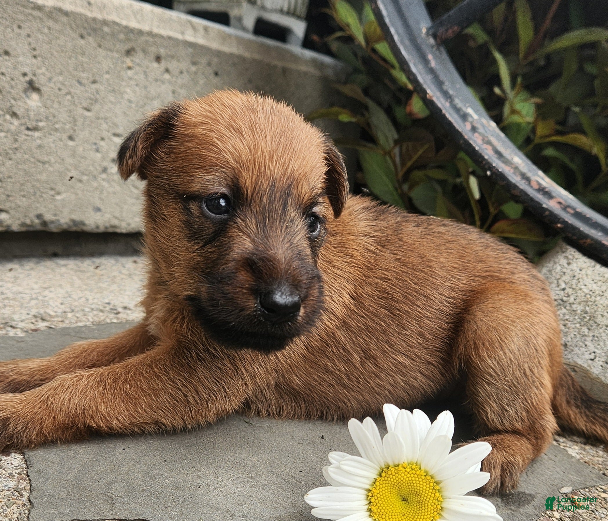 Irish Terrier dogs Ruby - Ad 2