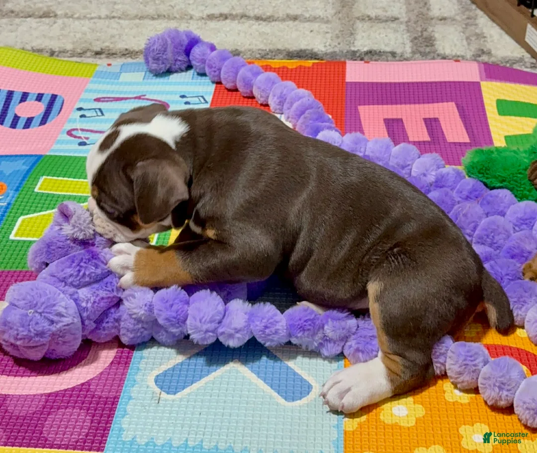 Olde English Bulldogge dogs for sale: Clair - Ad 5