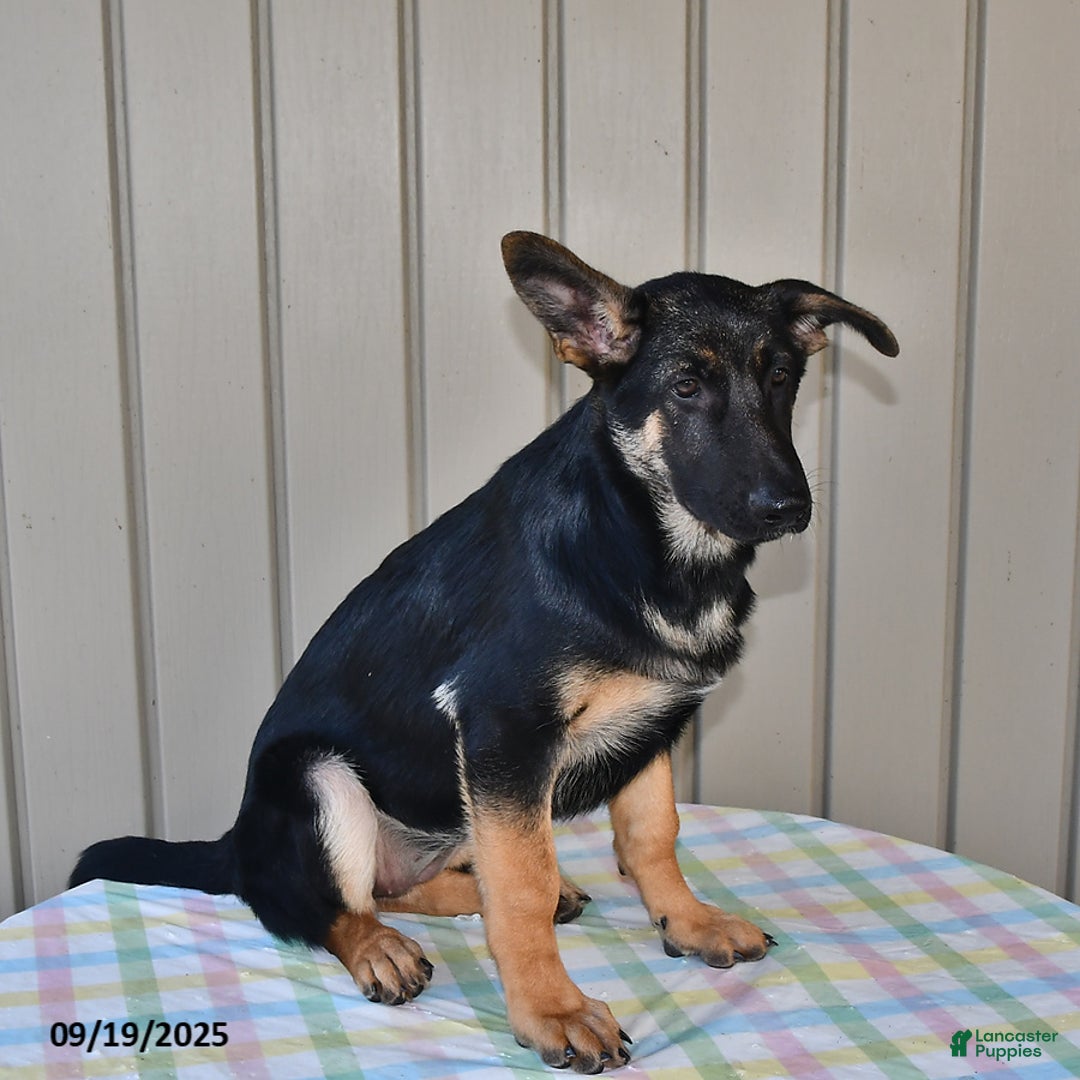 German Shepherd dogs for sale: Kelsey - Ad 8