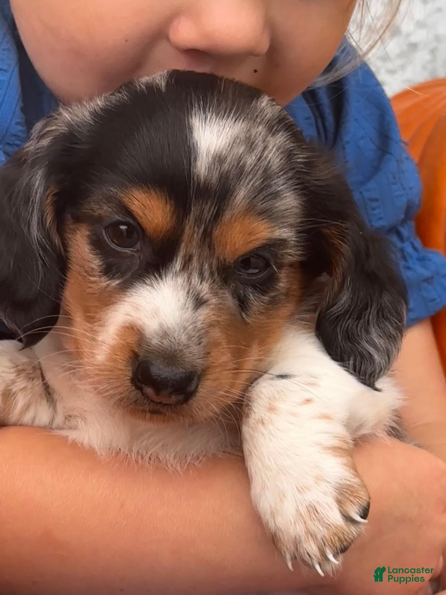 Miniature Dachshund dogs for sale:  LIL' PEPPERJACK - Ad 1
