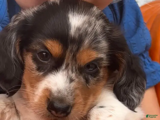 Miniature Dachshund dogs for sale: LIL' PEPPERJACK - Ad 1