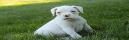Boxer dogs for sale: Darius - Ad 5