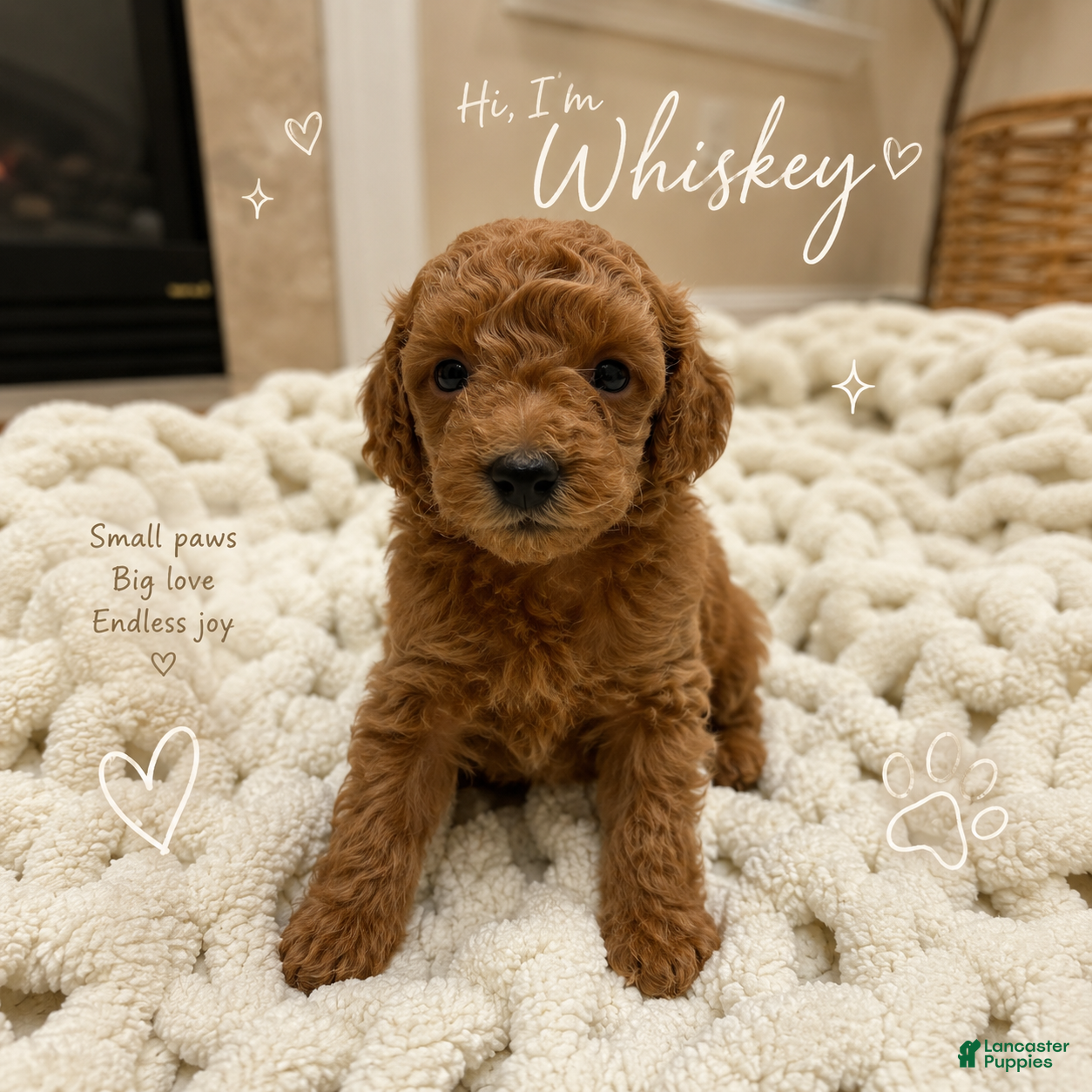 Miniature Poodle dogs for sale: Whiskey  - Ad 3