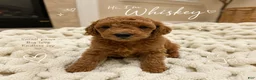 Miniature Poodle dogs for sale: Whiskey  - Ad 1