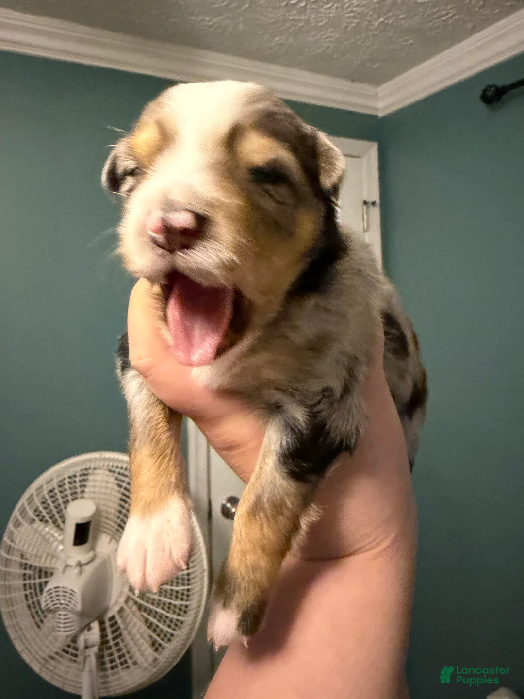 Miniature Australian Shepherd dogs for sale: Kayce - Ad 9